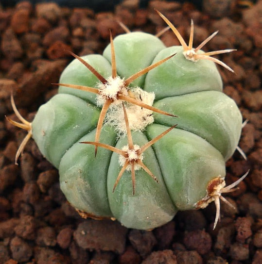 Echinocactus horizonthalonius, cactus succulento con spine di colore marrone medio e corpo verde arrotondato