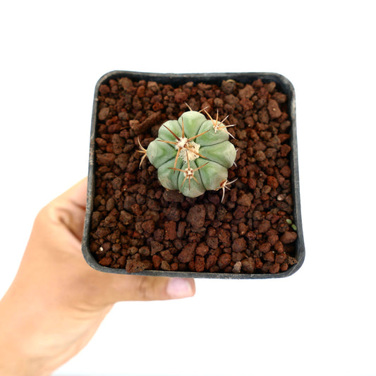 Echinocactus horizonthalonius, piccolo cactus succulento con spine marrone medio in vaso