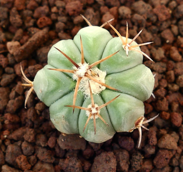 Echinocactus horizonthalonius cactus succulento con spine marrone medio e coste arrotondate