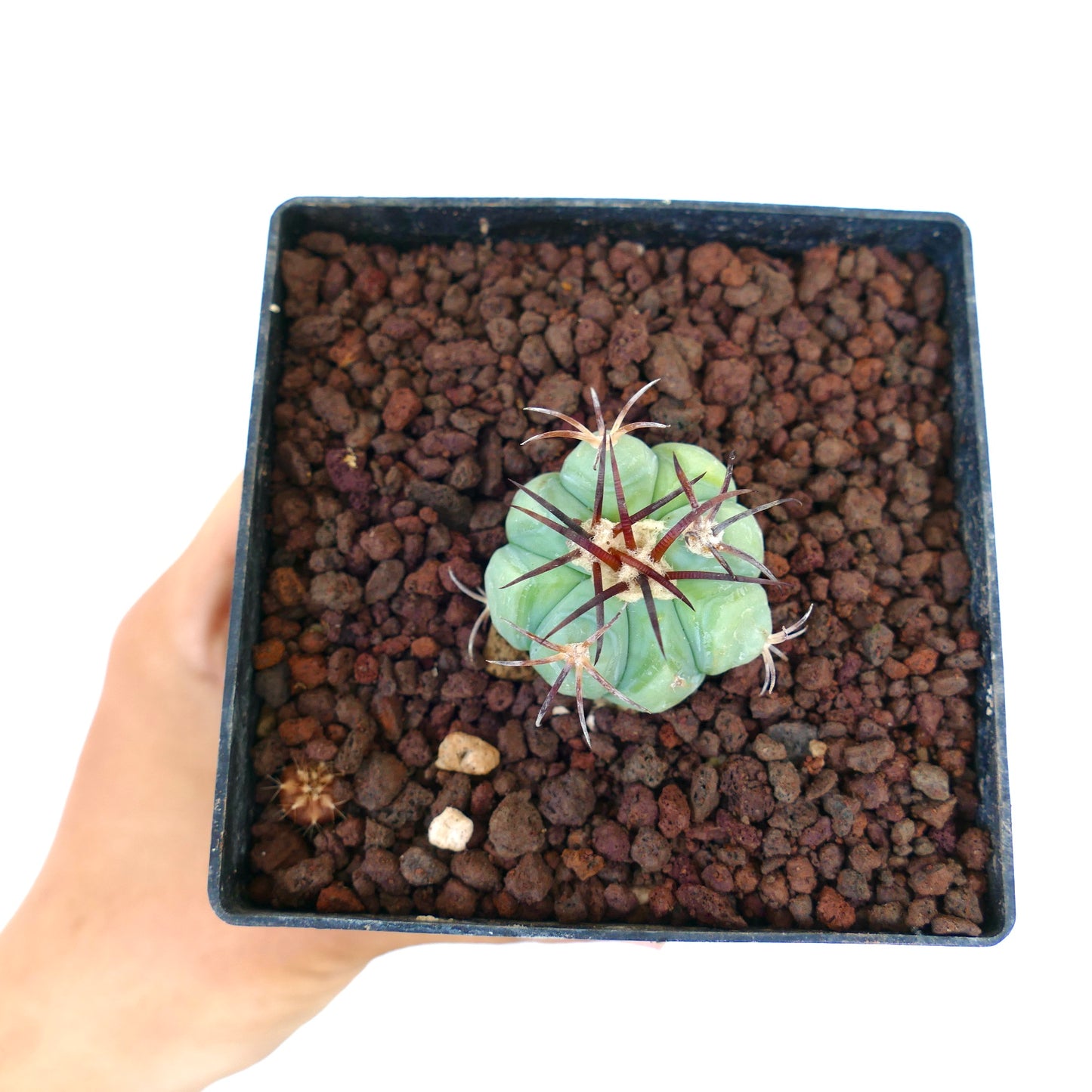 Echinocactus horizonthalonius liten saftig kaktus med tykke ribber og lange mørke pigger i potte