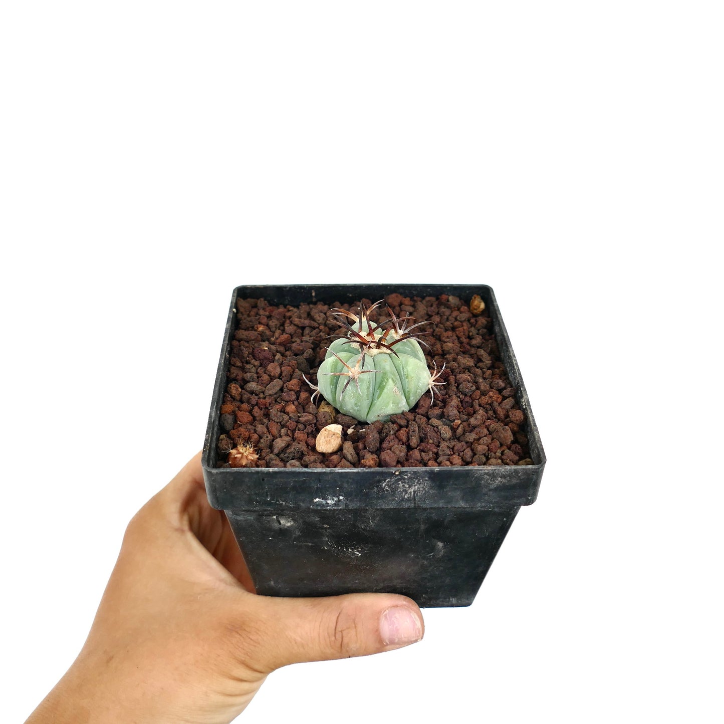 Echinocactus horizonthalonius liten rund sukkulent kaktus med fremtredende buede pigger i potte