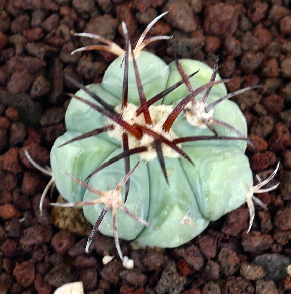 Echinocactus horizonthalonius liten blågrønn kaktus med lange mørke pigger og rundede ribber