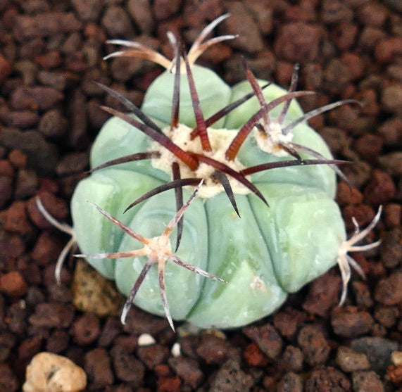 Echinocactus horizonthalonius sukkulent kaktus med tykke ribber og lange mørke torner på steinete jord