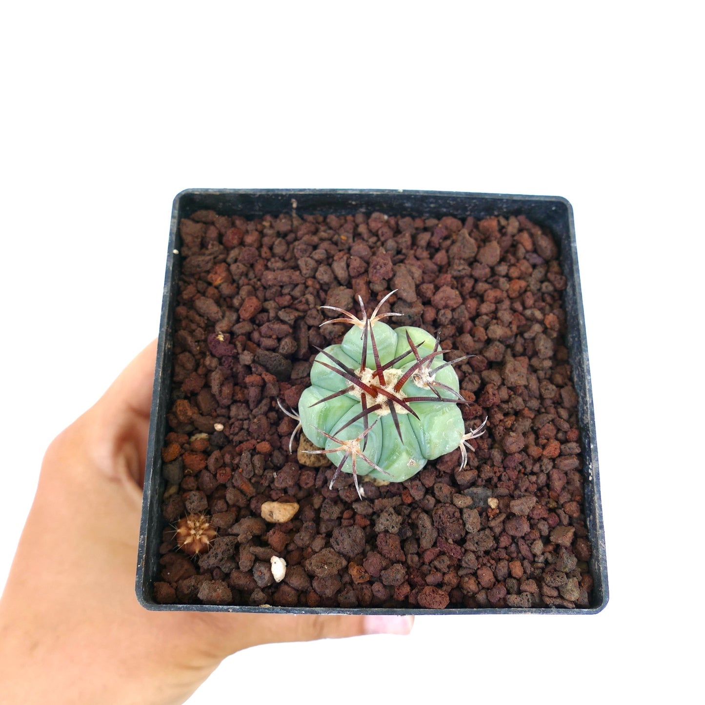 Echinocactus horizonthalonius liten sukkulent kaktus med tykke ribber og mørke torner i potte