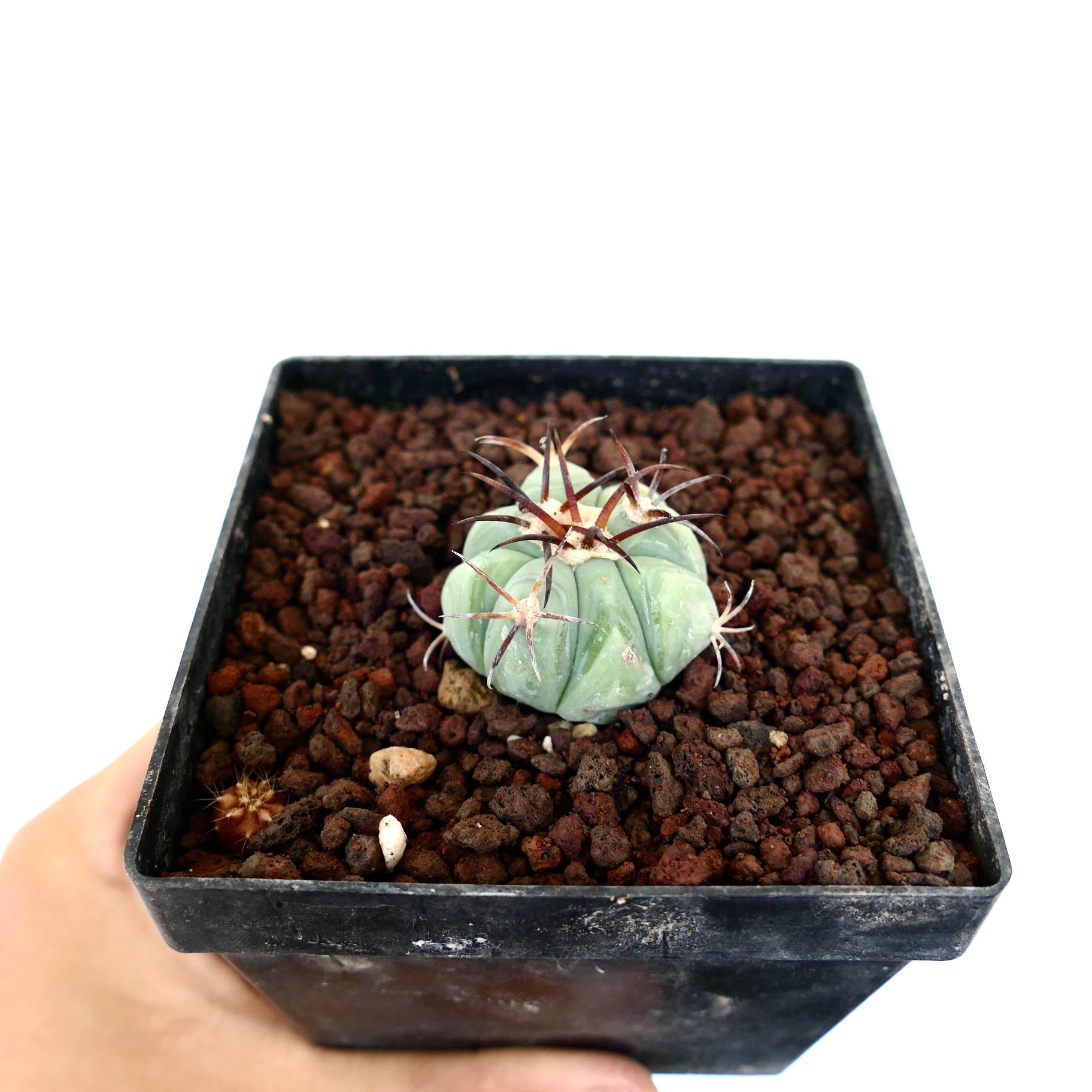 Echinocactus horizonthalonius liten sukkulent kaktus med tykke ribber og lange mørke pigger i potte