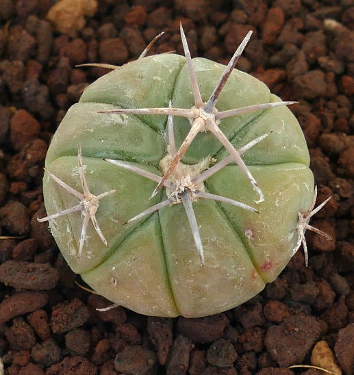 Echinocactus horizonthalonius raro cactus succulento con spine robuste e corpo verde arrotondato