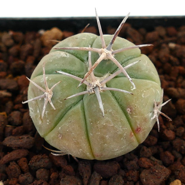 Echinocactus horizonthalonius NUDUM, cactus succulento con coste spesse e lunghe spine pallide