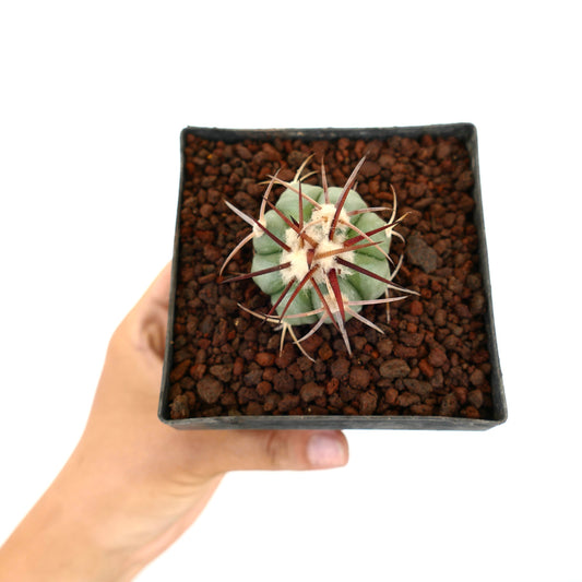 Echinocactus horizonthalonius piccolo cactus succulento con spine spesse e areole lanuginose in vaso