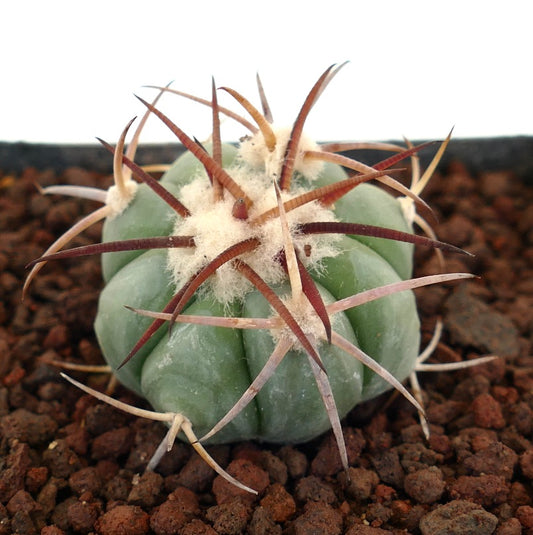 Echinocactus horizonthalonius piccolo cactus succulento rotondo con lunghe spine rossastre e areole lanose bianche