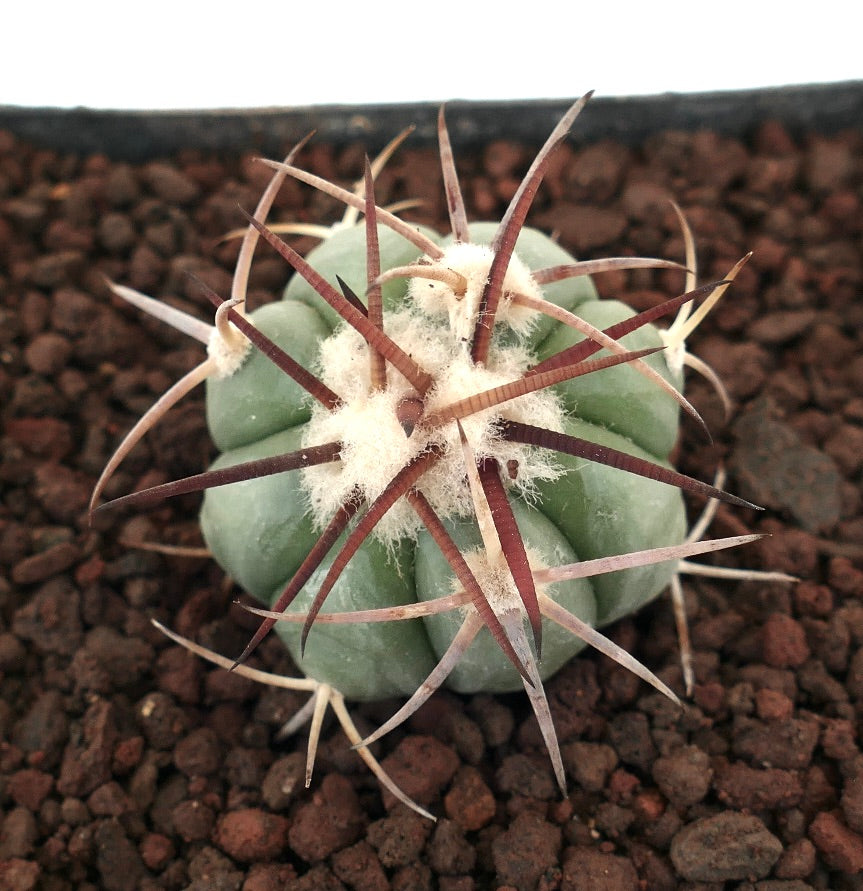 Echinocactus horizonthalonius piccolo cactus succulento con spine spesse e areole bianche e lanuginose