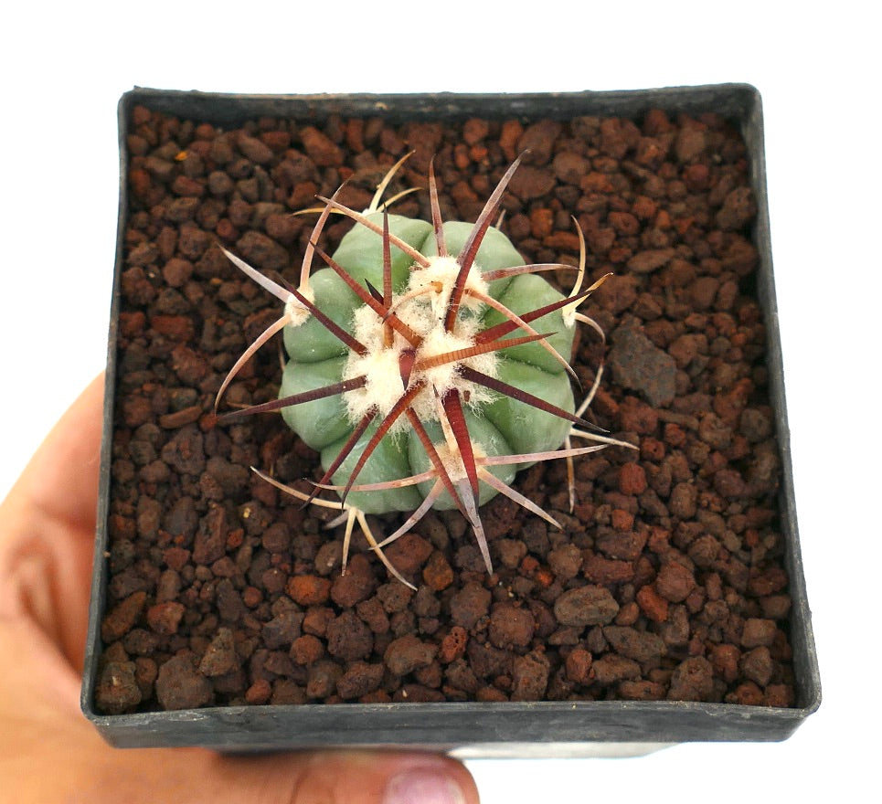 Echinocactus horizonthalonius piccolo cactus succulento con spine spesse e areole lanuginose in vaso