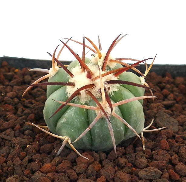 Echinocactus horizonthalonius piccolo cactus rotondo con lunghe spine rossastre e areole lanose