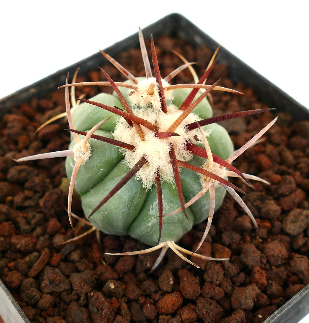 Echinocactus horizonthalonius piccolo cactus succulento con costole spesse e spine lunghe rossastre