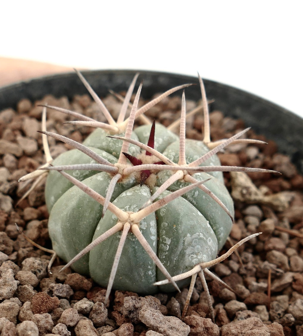 Echinocactus horizonthalonius succulent cactus with thick ribs and long pale spines in rocky soil
