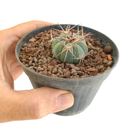 Echinocactus horizonthalonius kleine runde sukkulente Kaktus mit langen scharfen Stacheln im Topf
