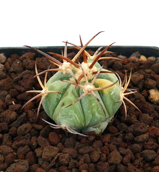 Kleiner Sukkulenten-Kaktus Echinocactus horizonthalonius mit langen braunen Stacheln und leichter Variegation