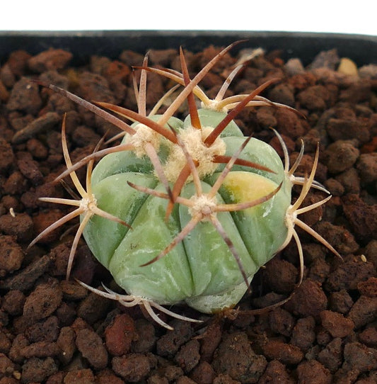 Echinocactus horizonthalonius kleiner Sukkulenten-Kaktus mit markanten braunen Dornen und leichter Variegation