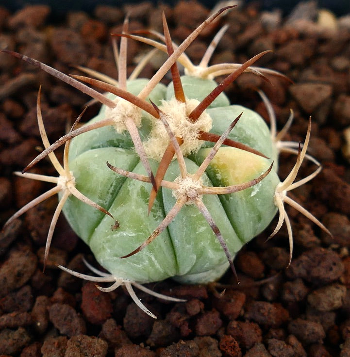 Echinocactus horizonthalonius small succulent cactus with thick spines and pale green variegation