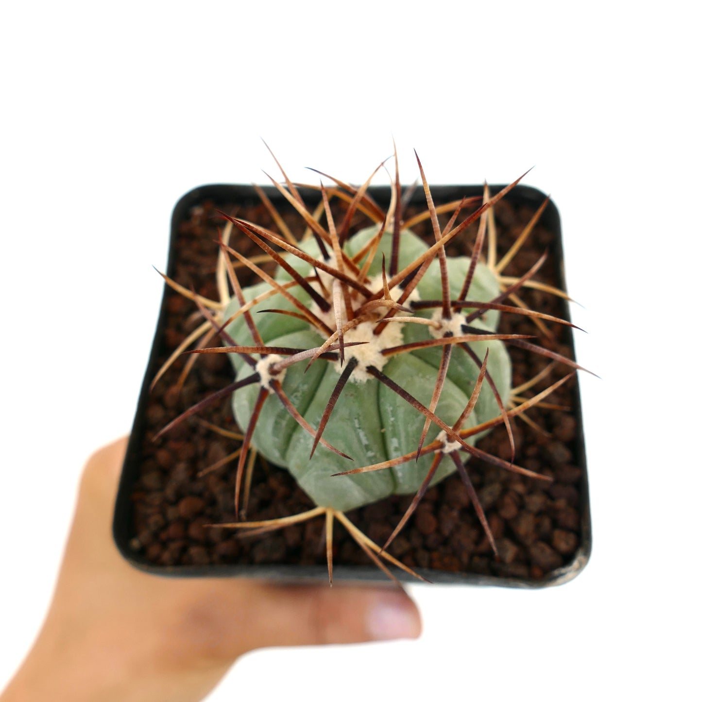 Echinocactus horizonthalonius petit cactus succulent avec de fines épines brunes en pot