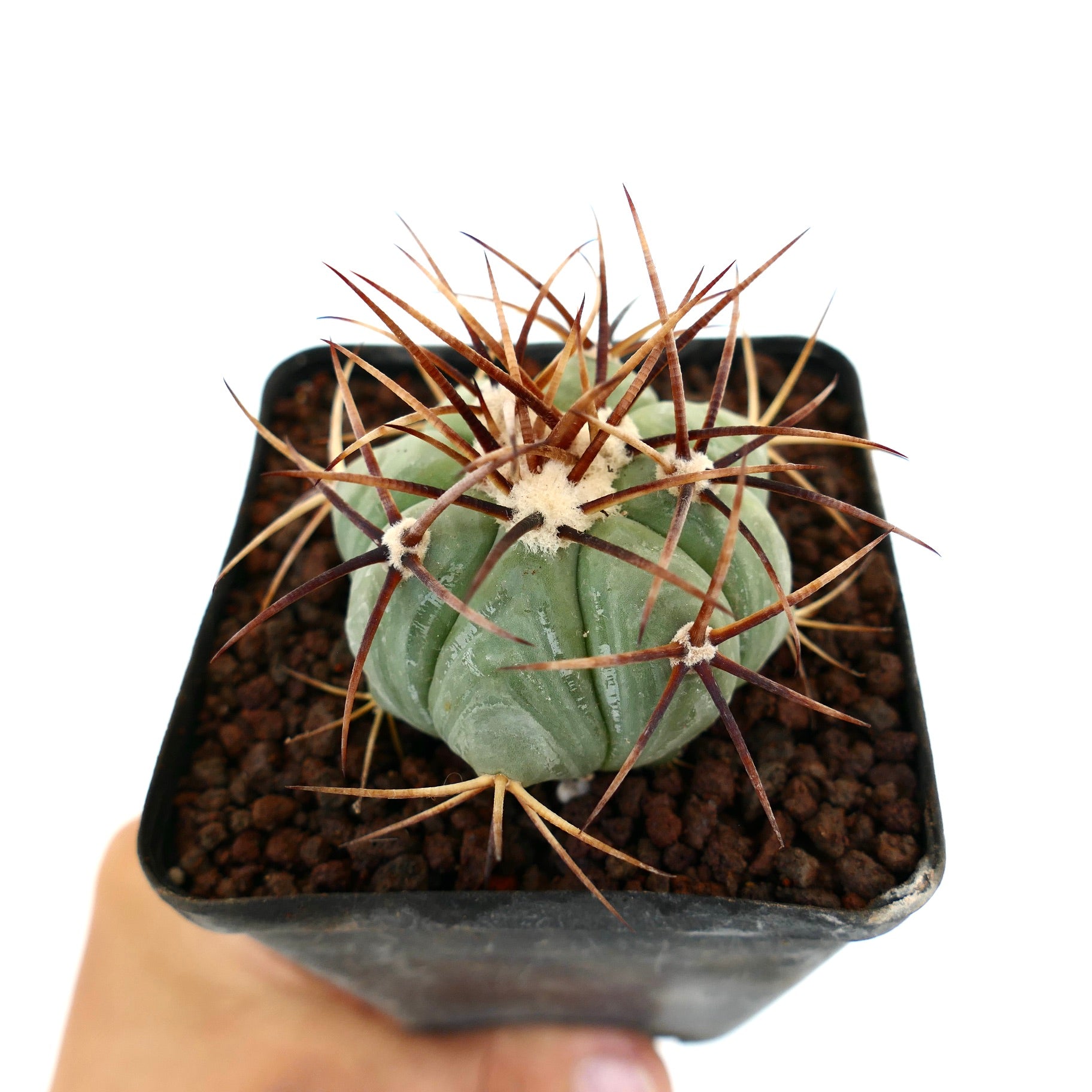 Petit cactus vert Echinocactus horizonthalonius avec de fines épines brunes et des aréoles laineuses