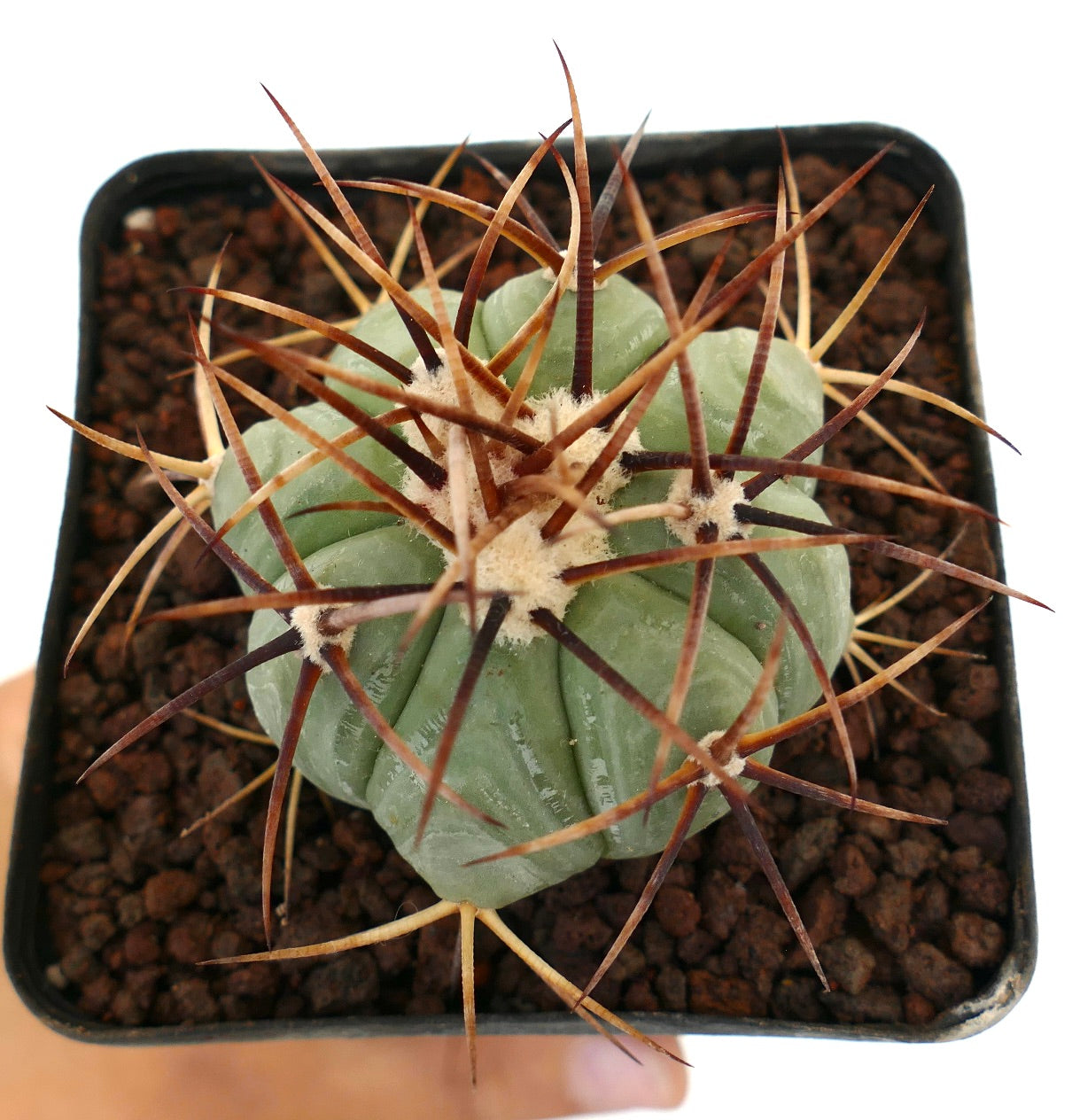 Echinocactus horizonthalonius cactus succulent avec un corps vert épais et de longues épines brunes en pot