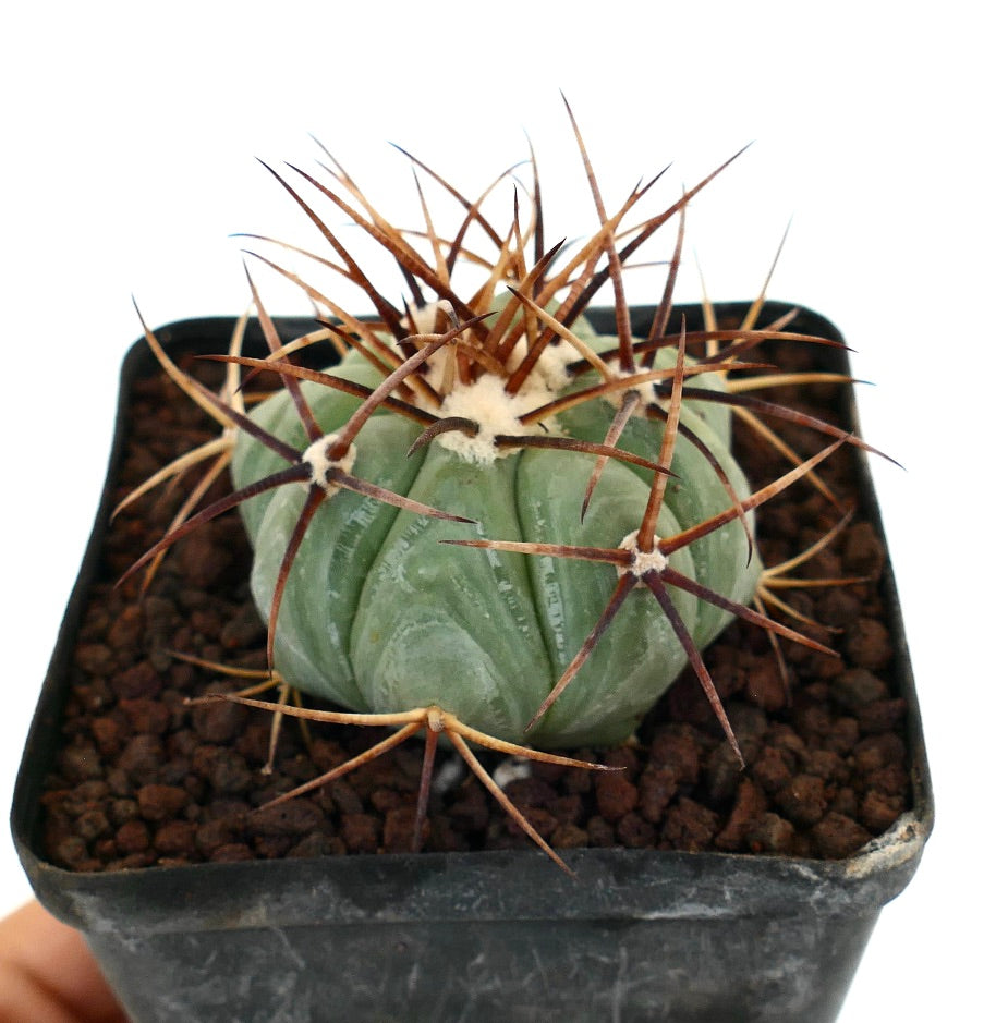 Petit cactus rond Echinocactus horizonthalonius avec des côtes épaisses vertes et de longues épines brunes