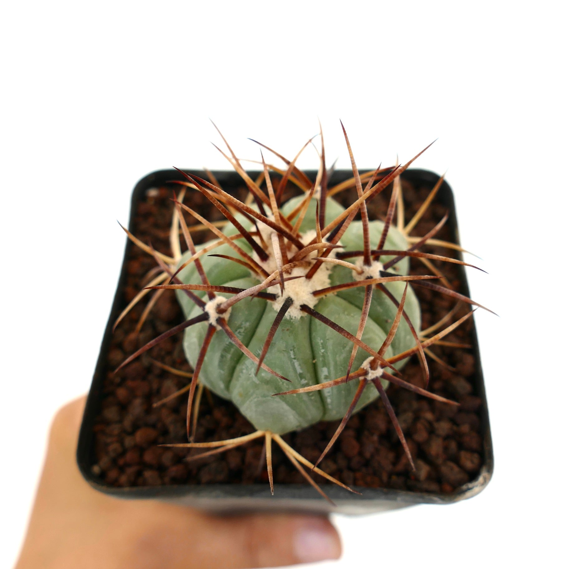 Echinocactus horizonthalonius cactus succulent avec corps vert épais et longues épines brunes en pot