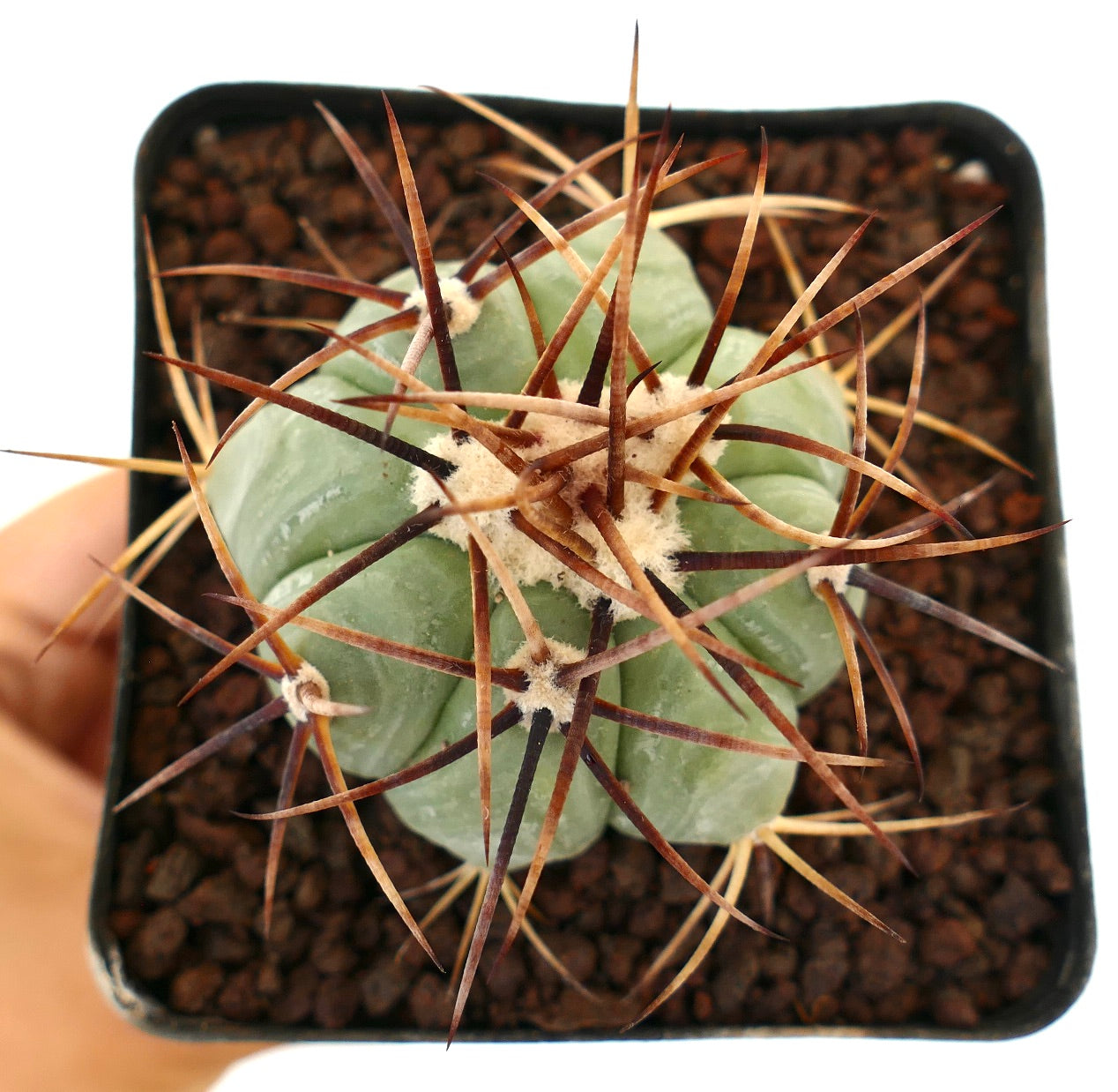 Echinocactus horizonthalonius petit cactus vert avec des épines longues, fines et brunes ainsi que des aréoles laineuses