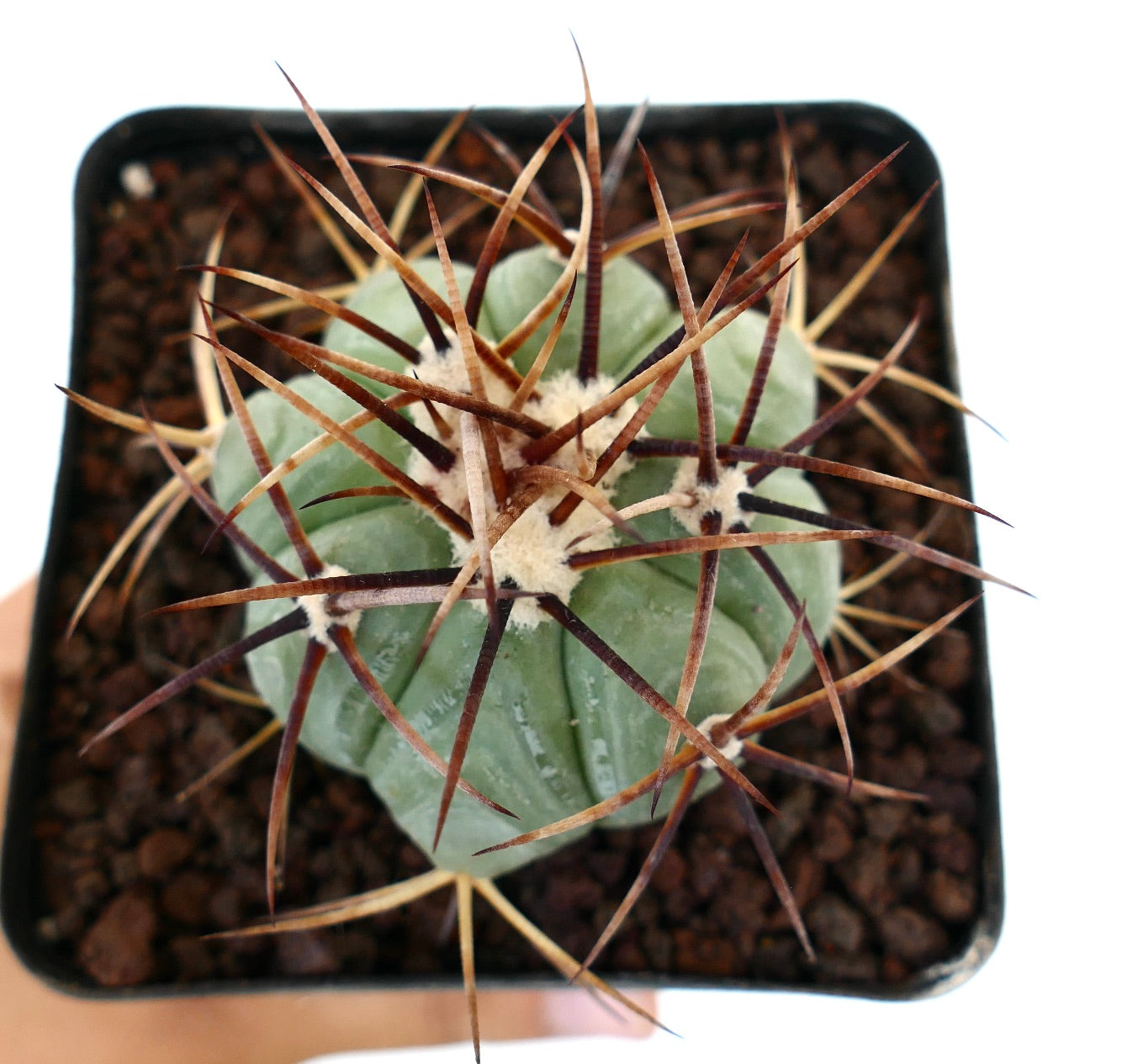 Cactus succulent Echinocactus horizonthalonius avec un corps épais vert et de longues épines brunes
