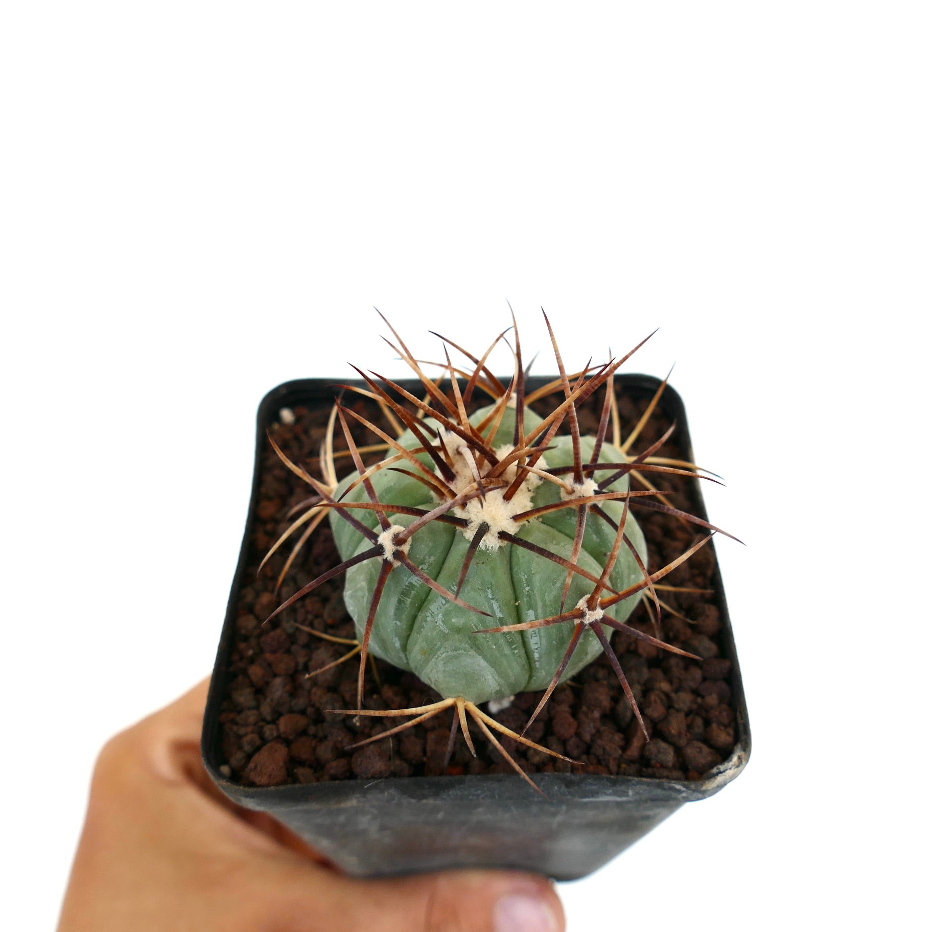Petit cactus succulent Echinocactus horizonthalonius avec de fines épines longues brunes en pot