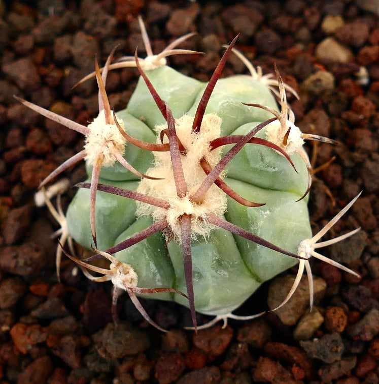 Echinocactus horizonthalonius, cactus succulento con corpo verde spesso e lunghi aculei ricurvi rossastri