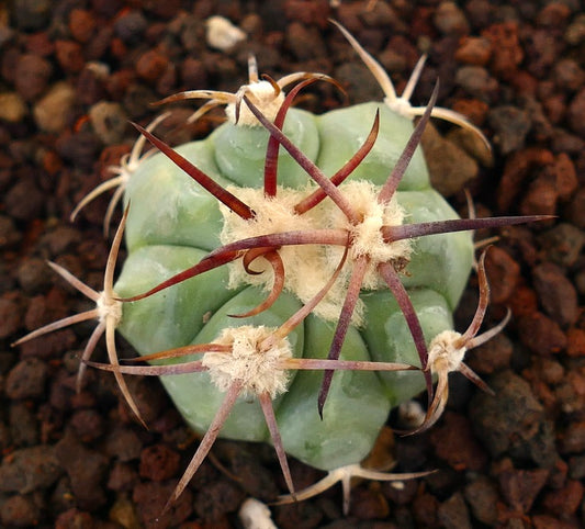 Echinocactus horizonthalonius, cactus succulento con spine arcuate rossastre e areole lanose