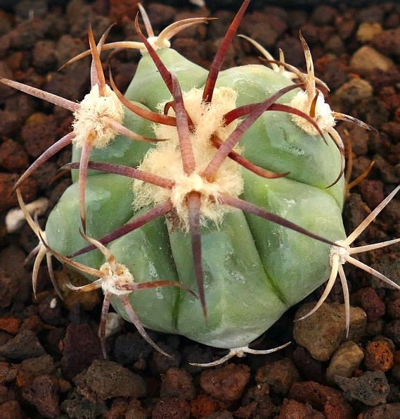 Echinocactus horizonthalonius, cactus succulento con un corpo verde spesso e spine lunghe e curve