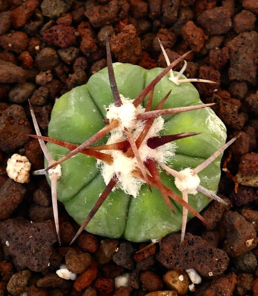 Petit cactus vert Echinocactus horizonthalonius avec de longues épines rougeâtres et des aréoles laineuses blanches