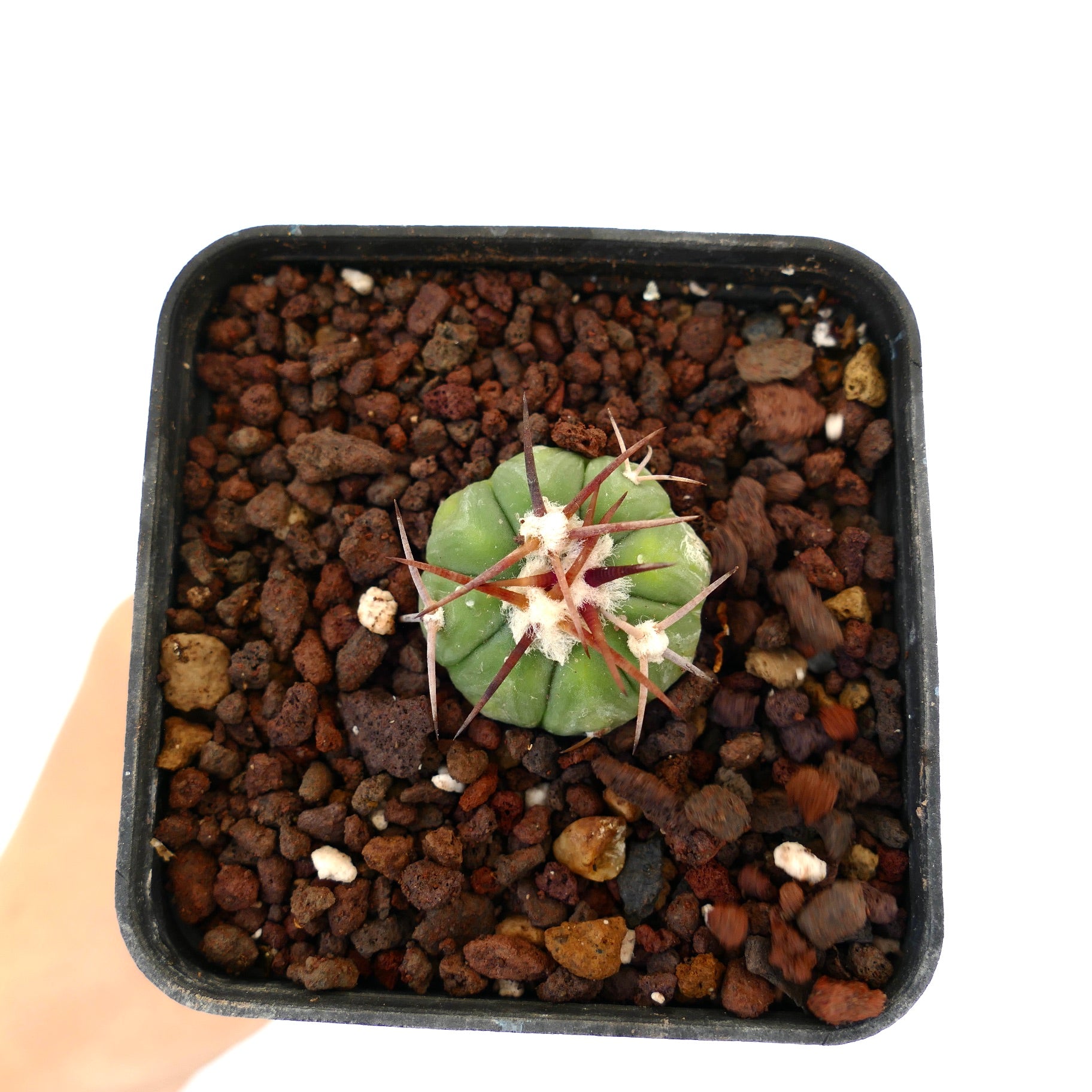 Echinocactus horizonthalonius liten sukkulent kaktus med tykke pigger og grønn ribbet kropp i potte