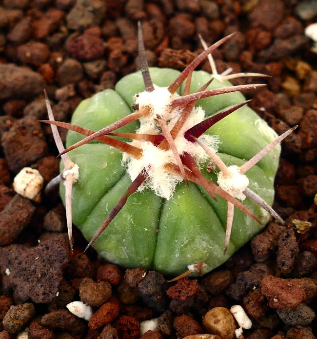 Echinocactus horizonthalonius sukkulent kaktus med grønn rund kropp og lange brune pigger