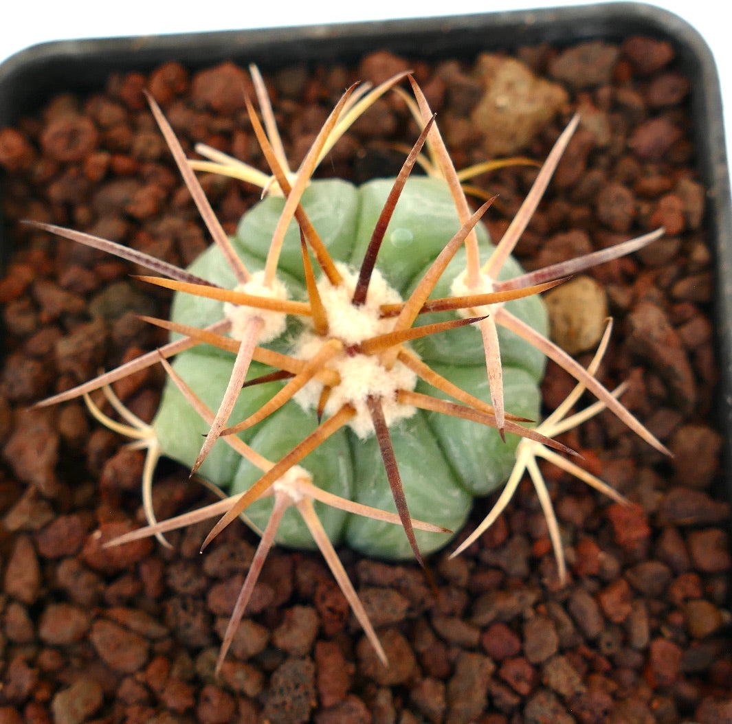 Echinocactus horizonthalonius piccolo cactus succulento con lunghe spine curve e coste arrotondate