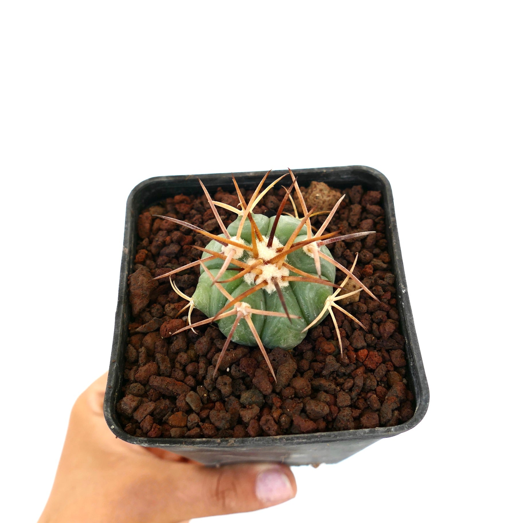 Echinocactus horizonthalonius piccolo cactus succulento con spine lunghe e appuntite in vaso