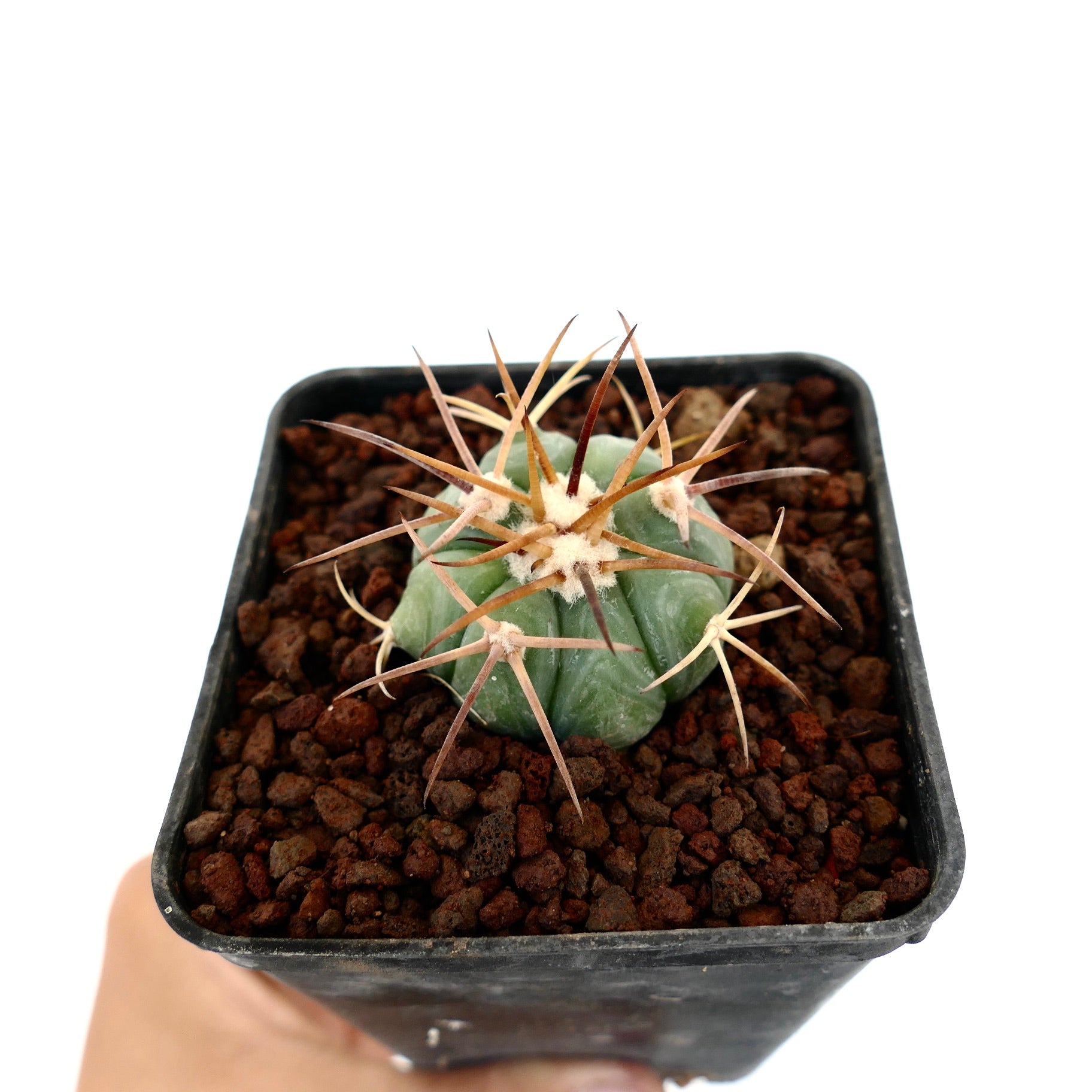 Echinocactus horizonthalonius piccolo cactus succulento con lunghe spine giallastre in vaso nero