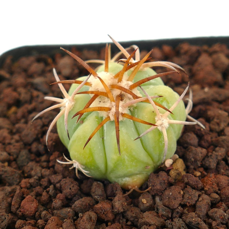 Echinocactus horizonthalonius piccolo cactus succulento con spine spesse e corpo verde costoluto