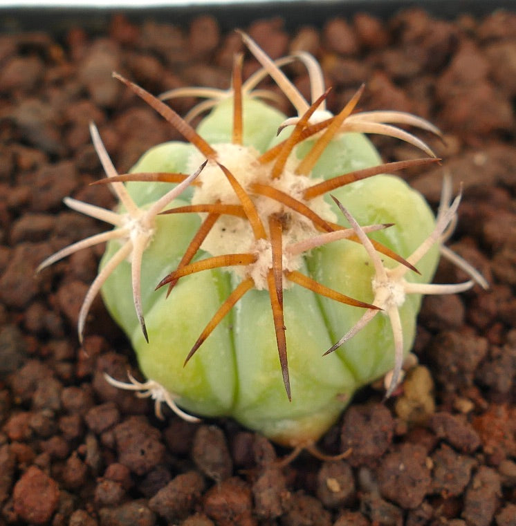 Echinocactus horizonthalonius piccolo cactus succulento con costolature spesse e lunghe spine marroni