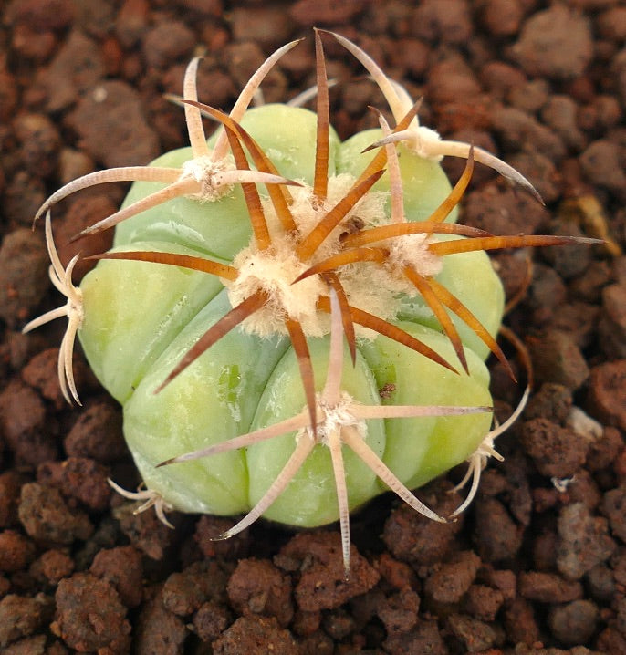 Echinocactus horizonthalonius piccolo cactus succulento con spine spesse e corpo verde pallido