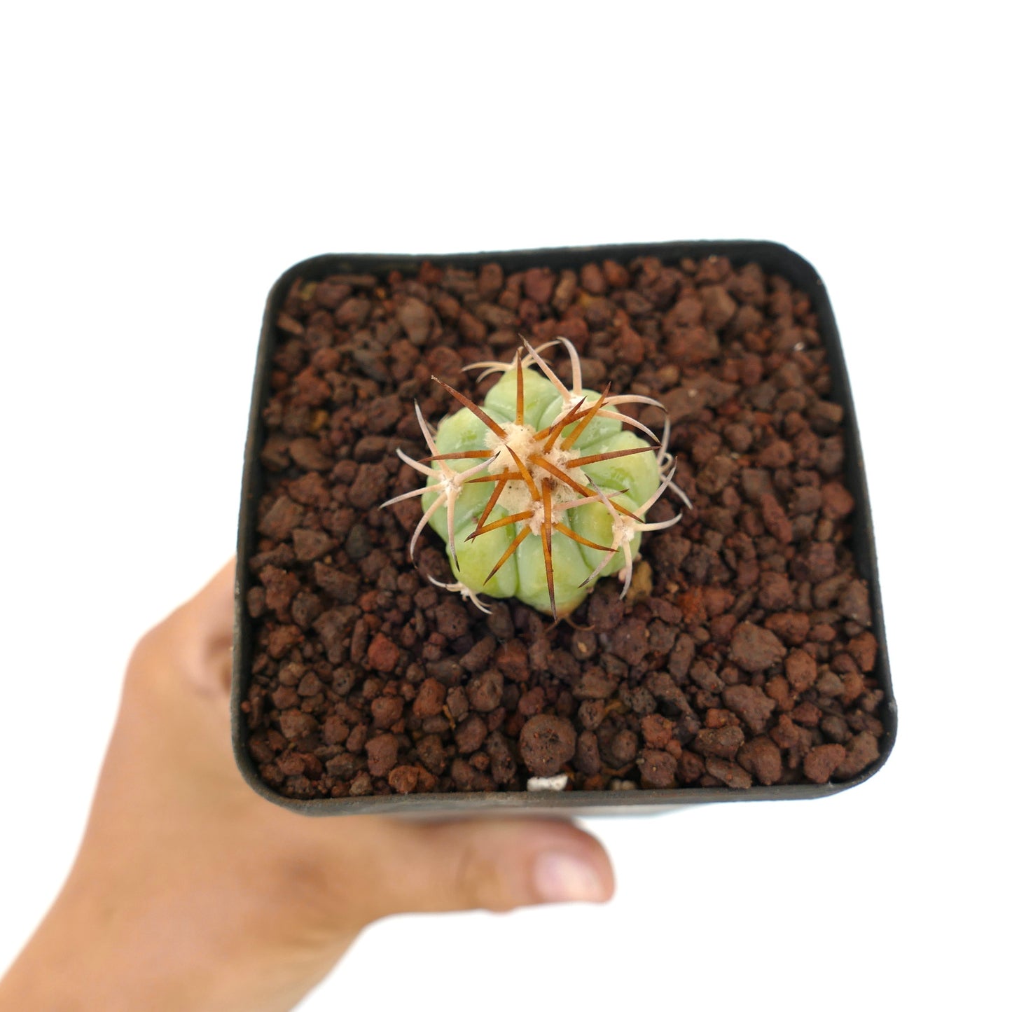 Echinocactus horizonthalonius piccolo cactus verde con spine lunghe marroni in vaso