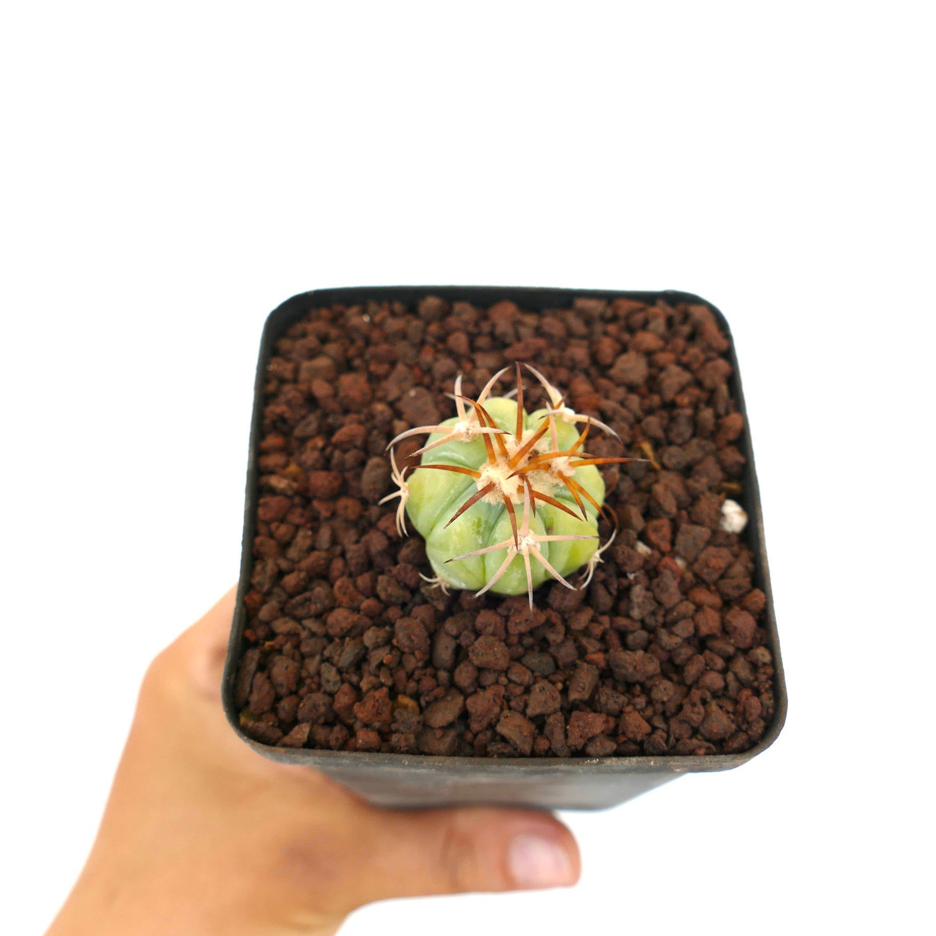 Echinocactus horizonthalonius piccolo cactus succulento con corpo verde e lunghe spine marroni in vaso