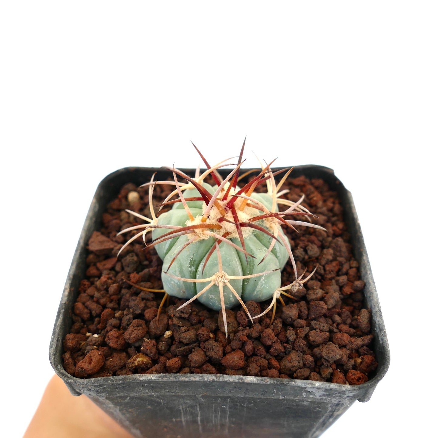 เอคิโนแคคตัส ฮอริโซนทาโลเนียส แคคตัสทรงกลมขนาดเล็ก มีหนามหนาสีแดงและขาวในกระถาง