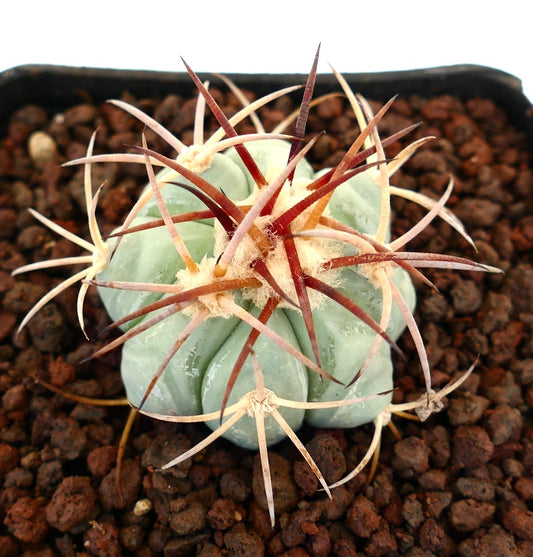 Echinocactus horizonthalonius petit cactus bleu-vert avec des épines brun rougeâtre proéminentes et des aréoles laineuses