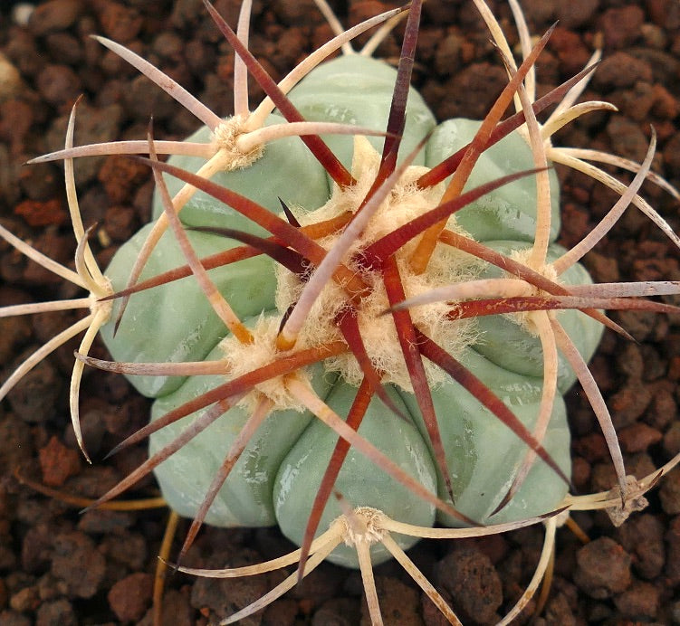 กระบองเพชรอิคิโนแคคตัส ฮอริซอนทาโลเนียส ต้นหนามหนาคลื่นหนาและหนามยาวสีแดงอมส้ม