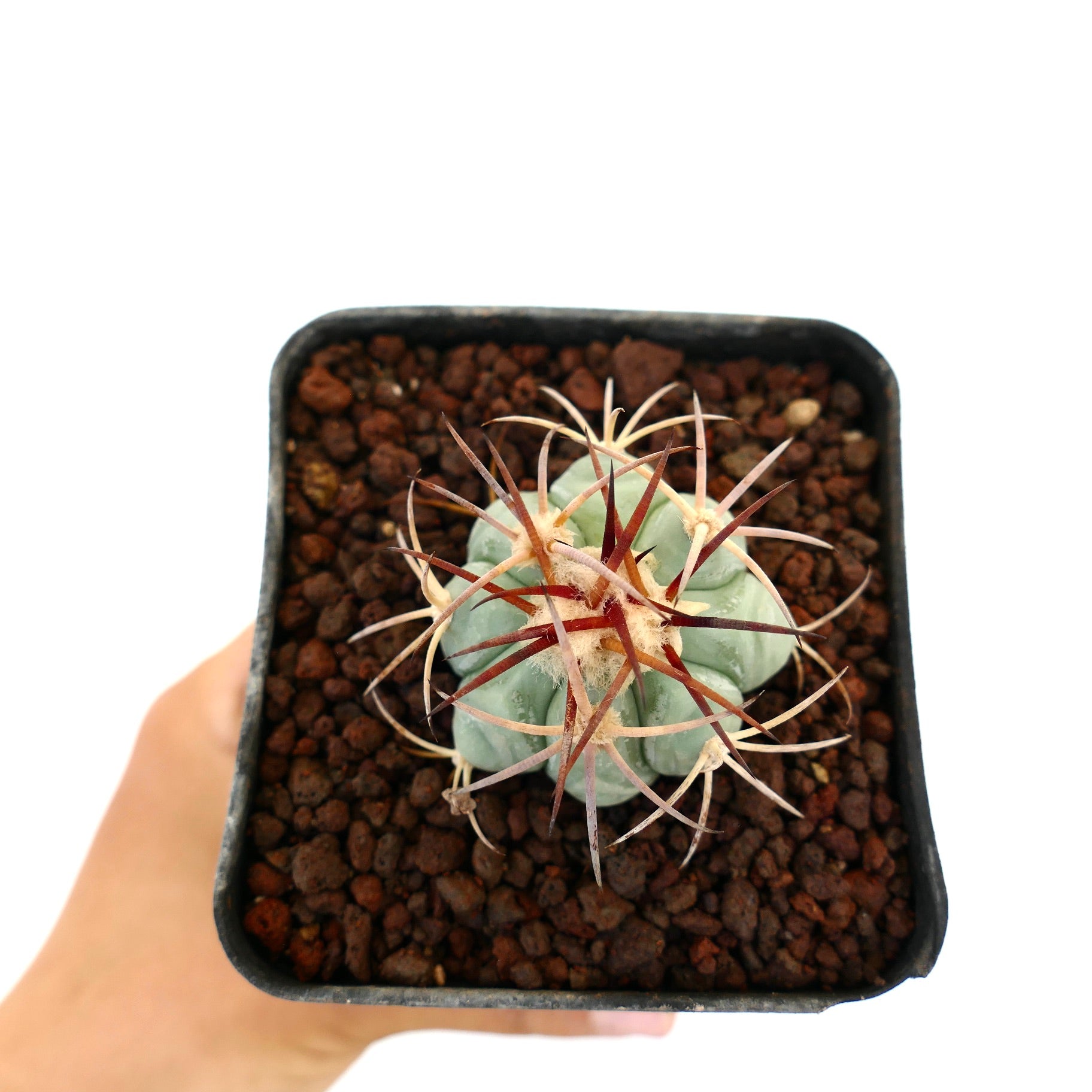 เอคิโนแคคตัส ฮอริซอนธาโลนิอุส กระบองเพชรอวบน้ำขนาดเล็ก มีก้านหนาและลำต้นสีเขียวอมฟ้าในกระถาง