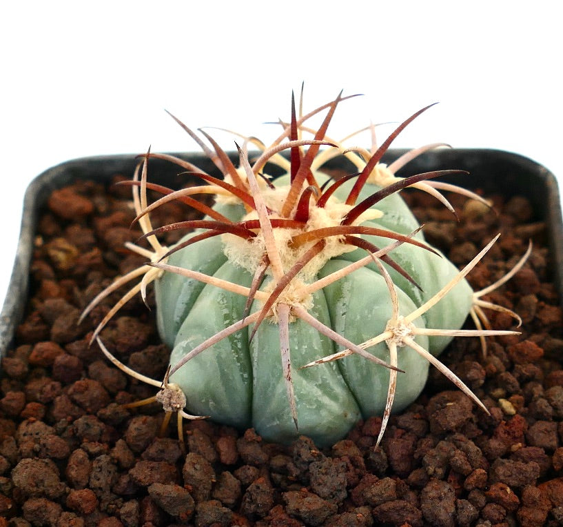 กระบองเพชรอิคิโนแคคตัส ฮอริซอนทาโลนิอุส ต้นกระบองเพชรอวบน้ำมีซี่หนาและหนามยาวสีแดงอมชมพูในดิน