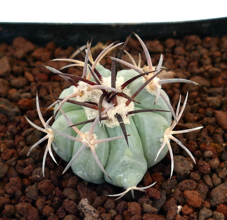 Echinocactus horizonthalonius piccolo cactus blu-verde con spine lunghe e scure e areole lanose